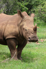 Fototapeta premium White rhinoceros, Pilanesberg National Park, South Africa