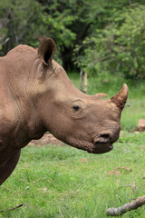 White rhinoceros, Pilanesberg National Park, South Africa