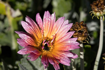 Purple and Yellow flower with dew