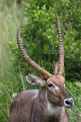 Naklejka na ściany i meble Waterbuck Bull, Pilanesberg National Park, South Africa