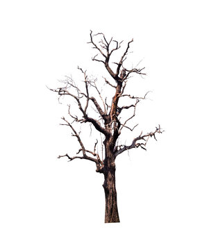 Single old and dead tree isolated