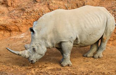 Obraz premium White Rhinoceros drinking water at the waterhole, Pilanesberg National Park, South Africa