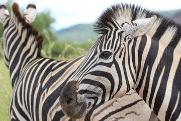 Plains Zebra, Pilanesberg National Park, South Africa