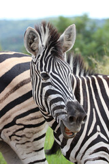 Fototapeta na wymiar Plains Zebra, Pilanesberg National Park, South Africa