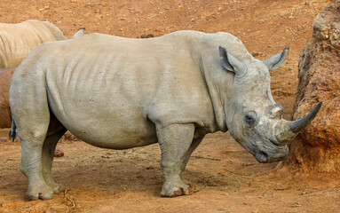 Obraz premium White Rhinoceros, Pilanesberg National Park, South Africa