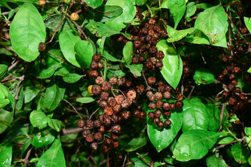 Dry Henna (Lawsonia inermis) balls, seeds hanging on tree. Indian medicinal Mehandi plants.