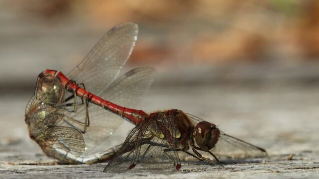 Paarungsrad der Gro&szlig;en Heidelibelle (Sympetrum striolatum)