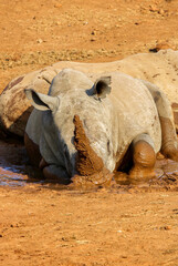 White Rhinoceros lying in the mud, Pilanesberg National Park, South Africa
