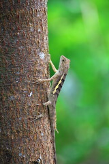 lizard on a tree