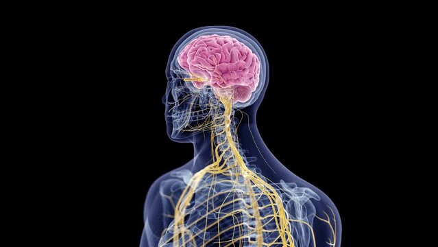 3d rendered animation of  the brain and nervous system