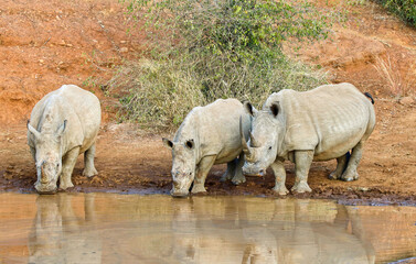 White Rhinoceros drinking water at the waterhole, Pilanesberg National Park, South Africa