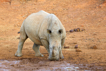 White Rhinoceros drinking water at the waterhole, Pilanesberg National Park, South Africa