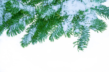  Coniferous spruce branch. Frozen winter forest with snow covered trees.