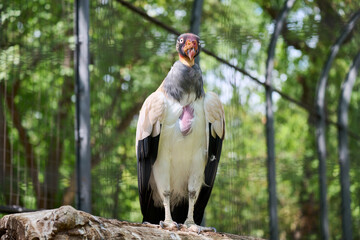 King Vulture (Sarcoramphus papa) at Berlin Zoo, Berlin, Germany