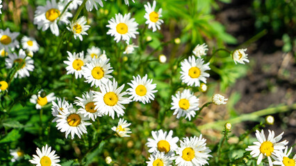 Fototapeta premium Chamomile flowers in the garden. Concept of gardening or meadow grasses. Close-up