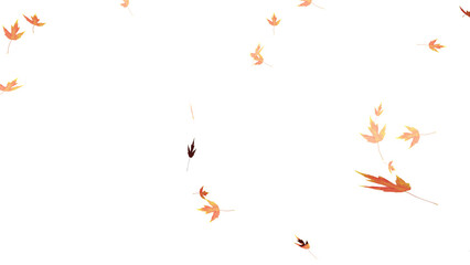 Falling isolated autumn colored maple leaves