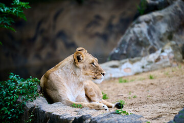 Asiatic lion (Panthera leo) in Berlin Zoo, Berlin, Germany
