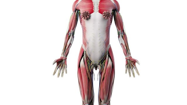 3d rendered animation of  the female anatomy