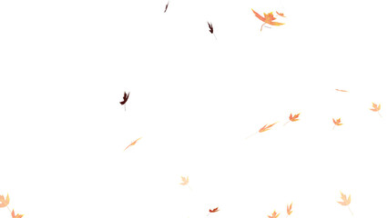 Falling isolated autumn colored maple leaves
