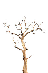 Dry branch of dead tree with cracked dark bark.beautiful dry branch of tree isolated on white background.Single old and dead tree.Dry wooden stick from the forest isolated on white background .