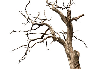 Dry branch of dead tree with cracked dark bark.beautiful dry branch of tree isolated on white...