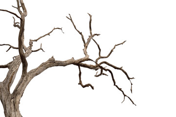 Dry branch of dead tree with cracked dark bark.beautiful dry branch of tree isolated on white background.Single old and dead tree.Dry wooden stick from the forest isolated on white background . - obrazy, fototapety, plakaty