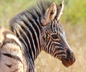 Plains Zebra foal profile, Pilanesberg, South Africa