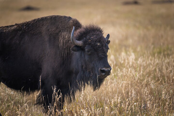 American Buffalo in Custer State Park - Custer, South Dakota