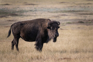American Buffalo in Custer State Park - Custer, South Dakota © AMC-Imagery, LLC