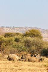 Fototapeta premium Group of White Rhino, Pilanesberg, South Africa