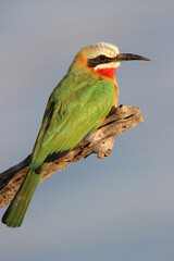 White-fronted bee-eater, Pilanesberg National Park, South Arica