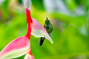 Tropical scene of a glittering Copper-rumped hummingbird perched on a Sexy Pink Heliconia flower in...