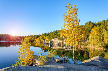 Beautiful golden birch trees on the shore of a granite quarry flooded with clear water in Korostyshiv, Ukraine