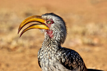 Sothern Yellow-billed Hornbill, Pilanesberg National Park, South Africa