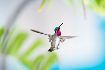 Tropical scene of a hummingbird with a ruby throat against a light pastel colored background.