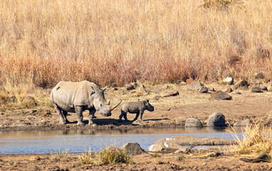 Fototapeta na wymiar White Rhinoceros with calf, Pilanesberg National Park, South Africa