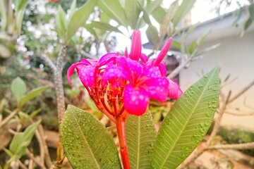 Obraz premium Plumeria red flower