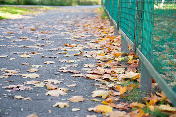 autumn yellow leaves on the path next to the green fence