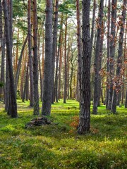 Fototapeta premium footpath in the woods
