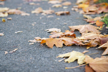autumn yellow leaves on the path next to the green fence