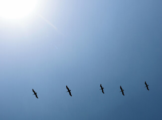 A flock of birds flies in a blue sky