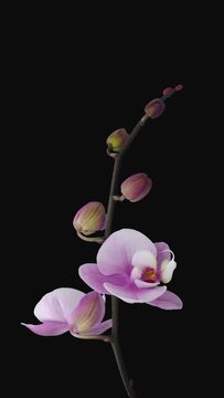 Time lapse of opening pink orchid isolated on black background, vertical orientation