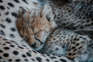 Baby Cheetah