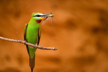 Merops persicus or blue-cheeked bee-eater sits on the twig with its prey