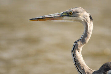 Closeup portrait of grey heron or Ardea cinerea stands in river