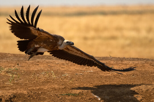 Eurasian griffon vulture or gyps fulvus hovering over steppe