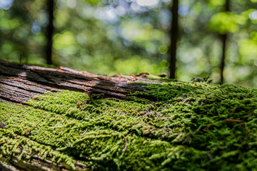 moss on a treetrunk