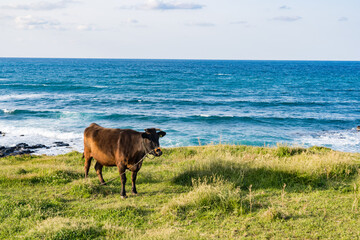 壱岐島の牛がいる風景