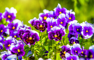 Purple violets on a green natural background
