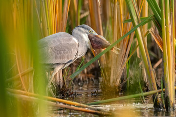 Grey Heron or Ardea cinerea stands in river with its catch